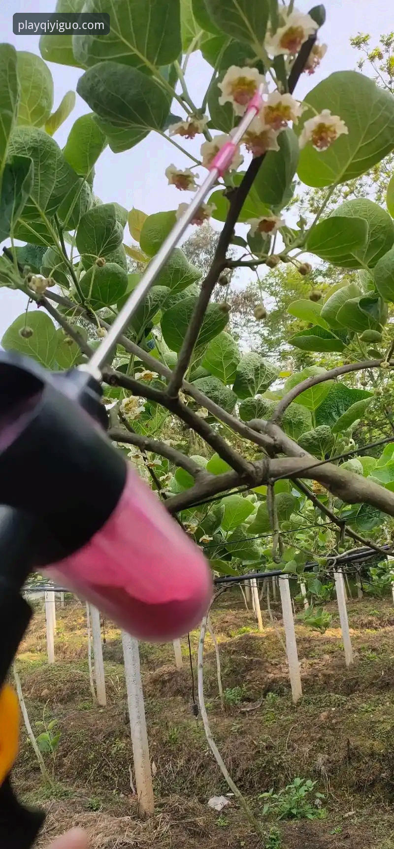 奇异果体育平台最新使用指南：从下载到畅玩的完整教程